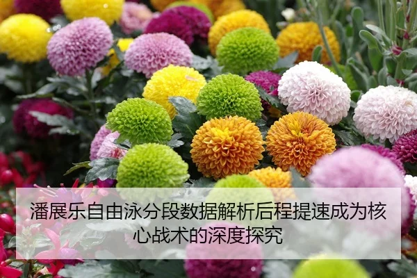 潘展乐自由泳分段数据解析后程提速成为核心战术的深度探究